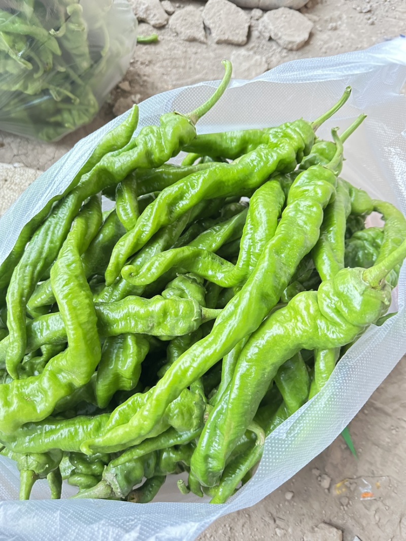 螺丝椒