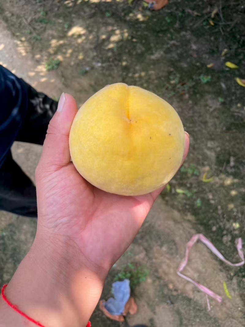 沙土地精品锦绣黄桃基地，口感脆甜多汁果面干净，质量保证