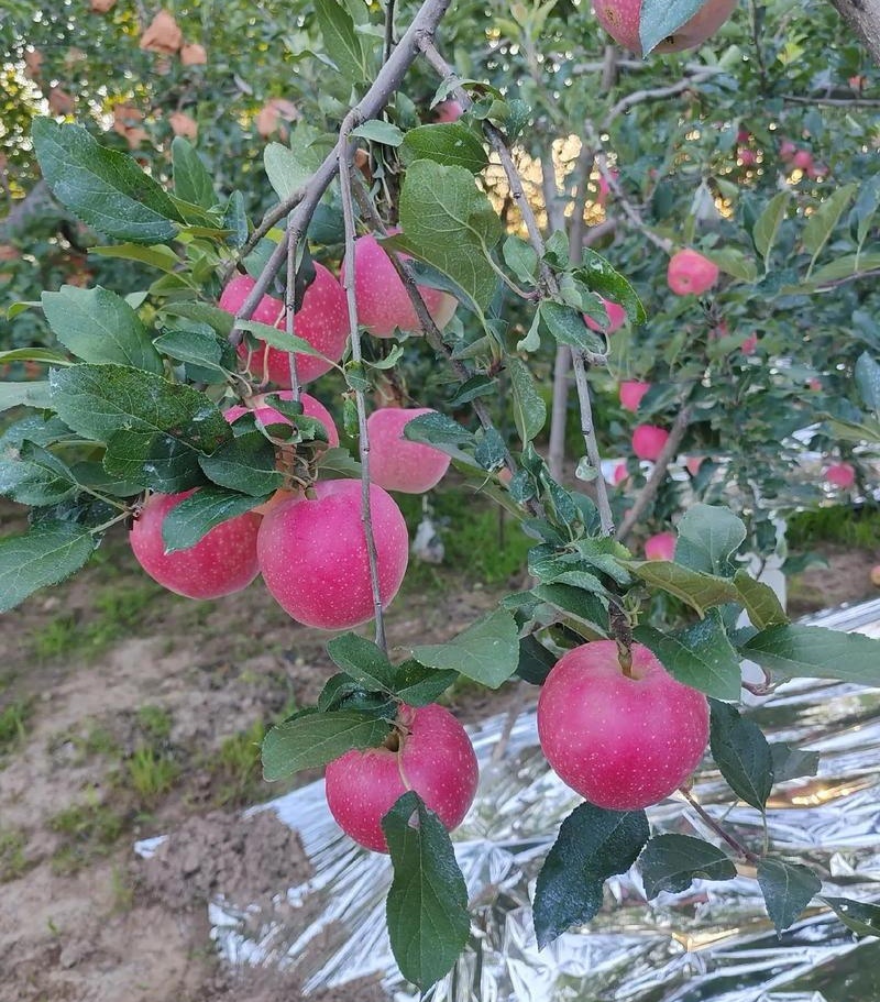 红嘎啦苹果/白水苹果大量上货/随到随装/规格齐全全国发货