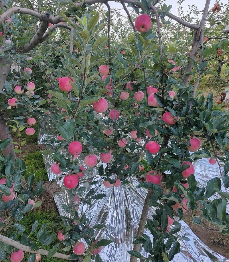 红嘎啦苹果/白水苹果大量上货/随到随装/规格齐全全国发货