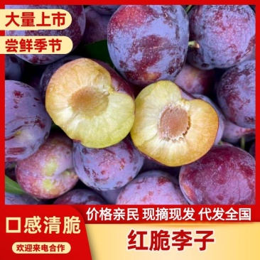 山东李子红脆李子安格诺李子现摘现发全国发货脆红李