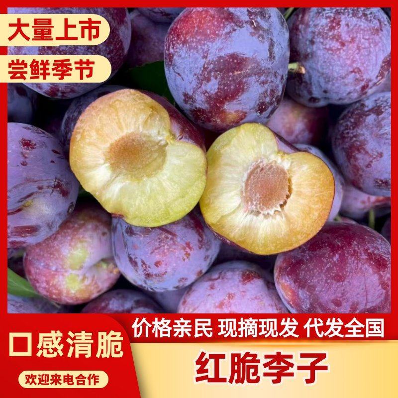 山东李子红脆李子安格诺李子现摘现发全国发货脆红李