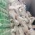 烤全羊专用10-30斤，都有