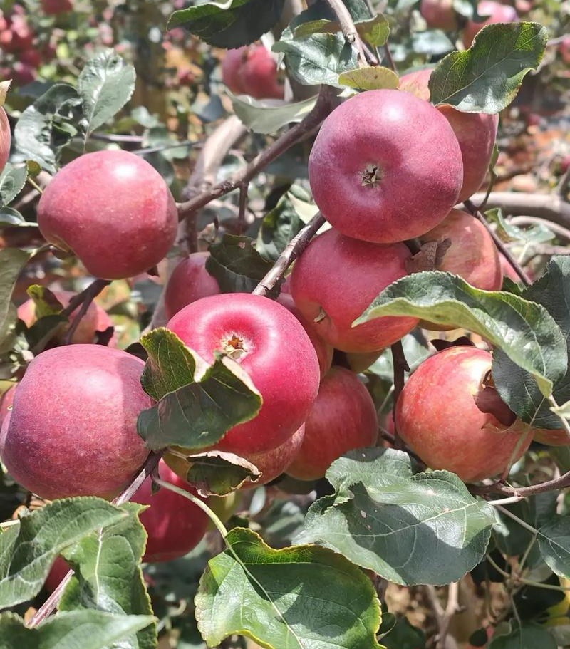 《华硕苹果》陕西苹果/产地大量上货/规格齐全/可全国代发