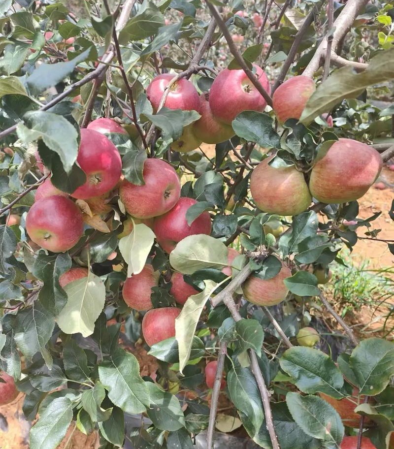 《华硕苹果》陕西苹果/产地大量上货/规格齐全/可全国代发