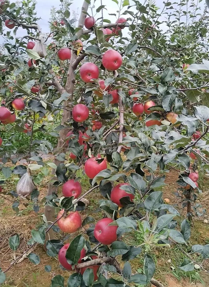《华硕苹果》陕西苹果/产地大量上货/规格齐全/可全国代发