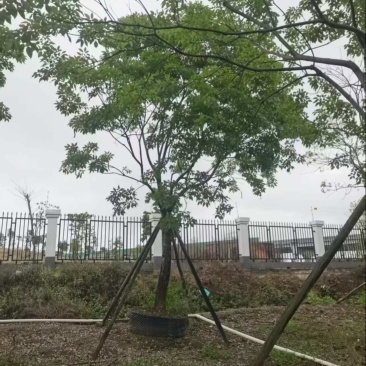 紫花风铃木20分