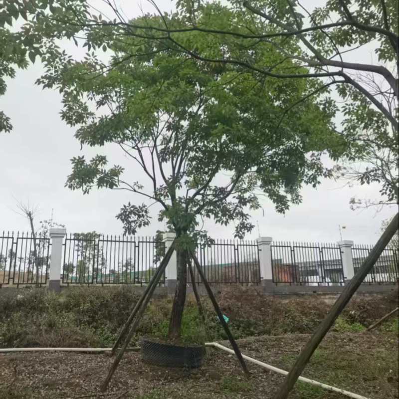紫花风铃木20分