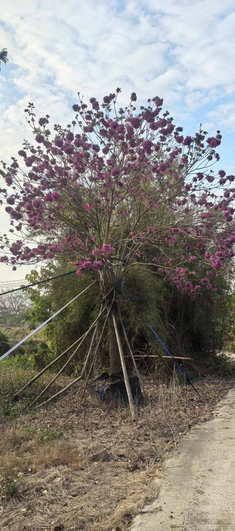 紫花风铃木20分