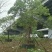 紫花风铃木20分