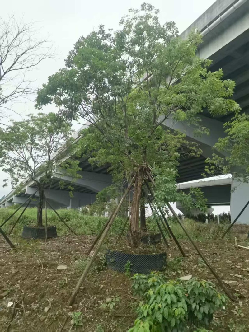 紫花风铃木20分