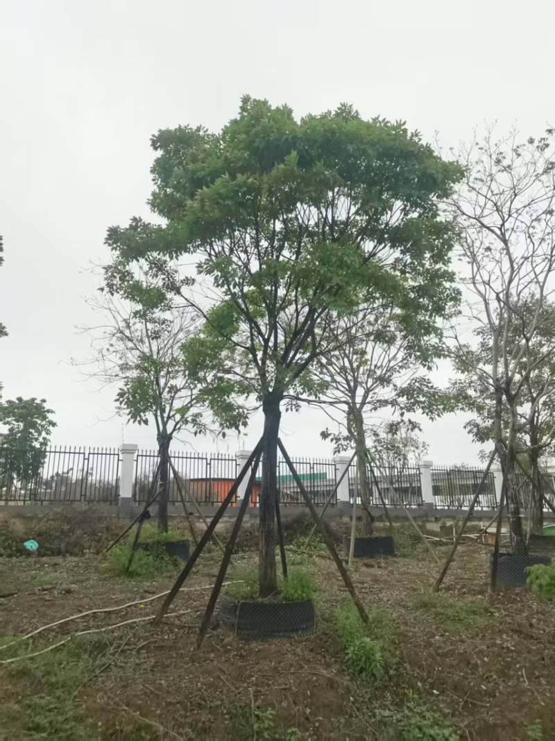 紫花风铃木20分