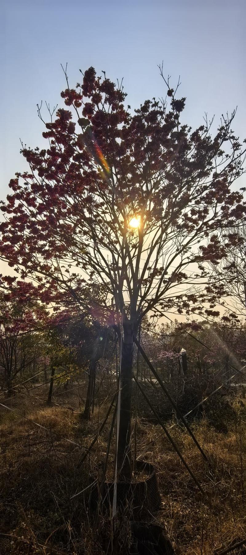 紫花风铃木20分