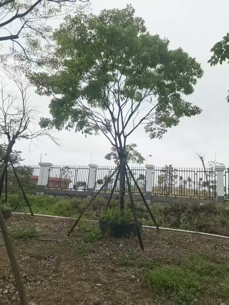 紫花风铃木20分
