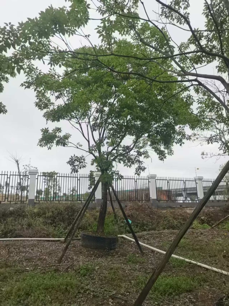 紫花风铃木20分