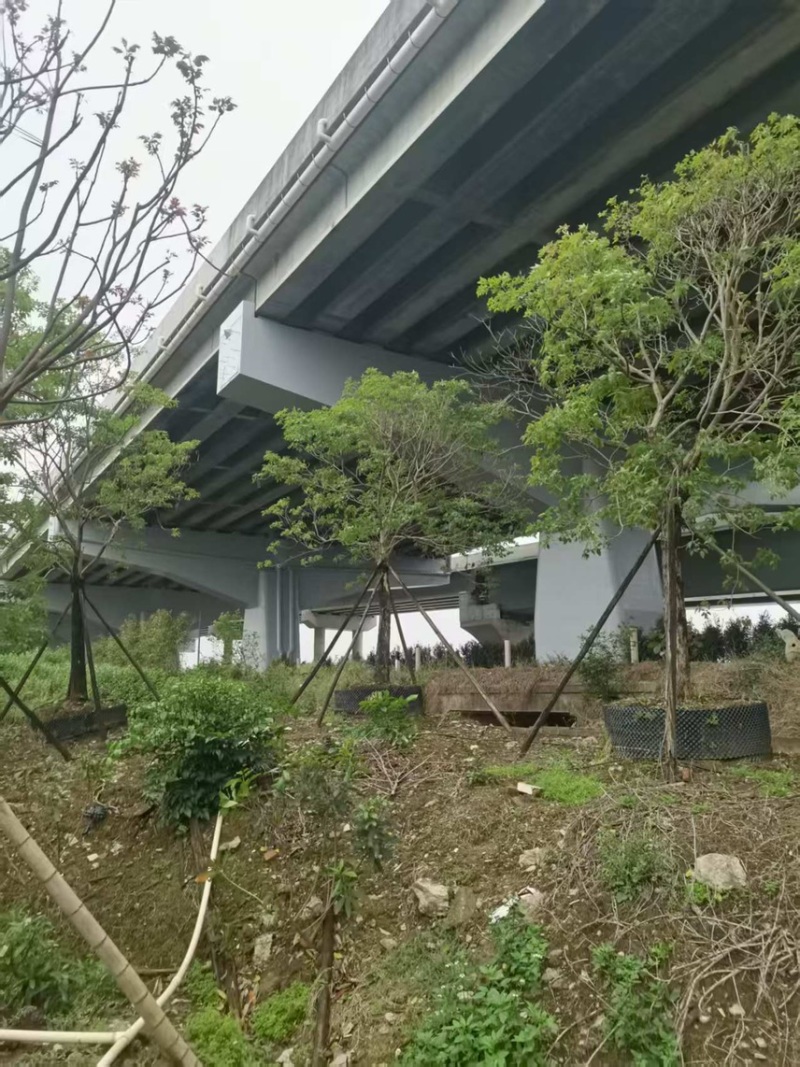 紫花风铃木20分