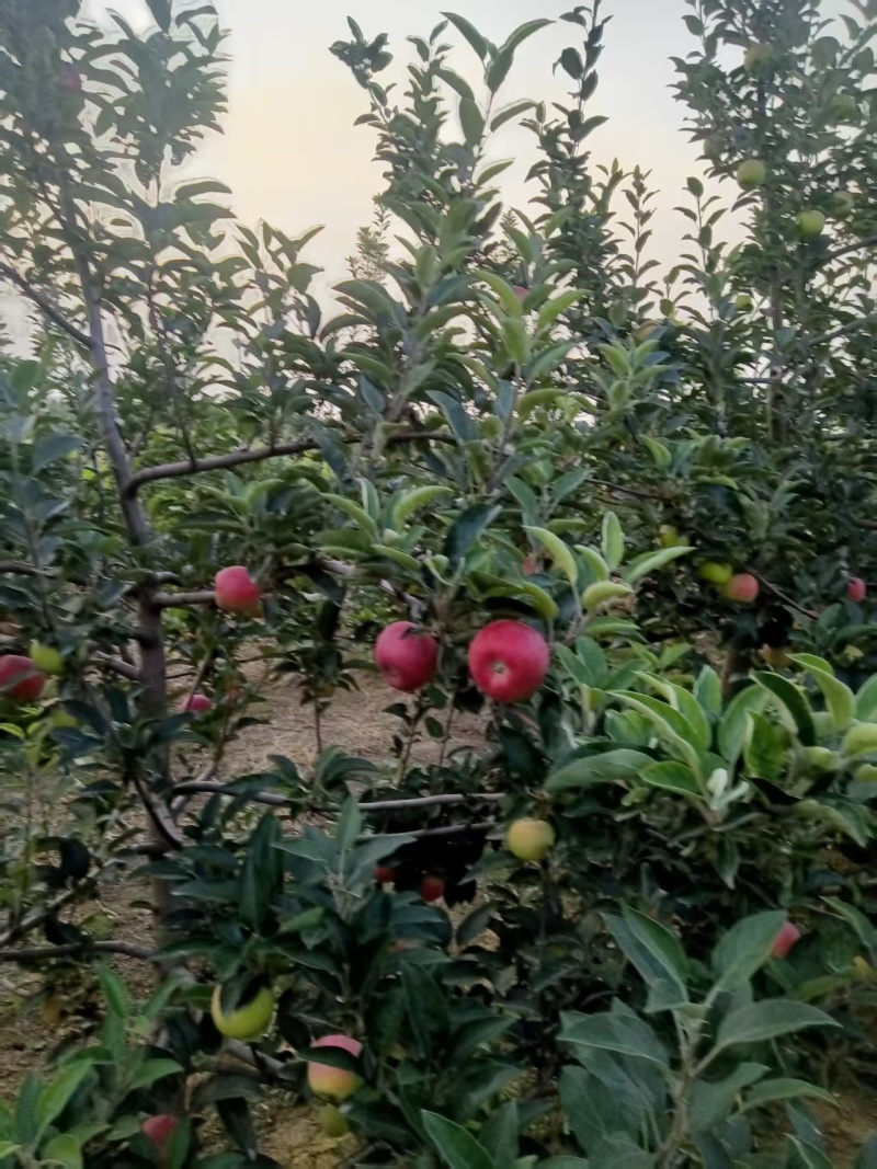 丹霞红梨，全国代收代卖，糖度高，果型好，全国走货