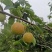 丹霞红梨，全国代收代卖，糖度高，果型好，全国走货