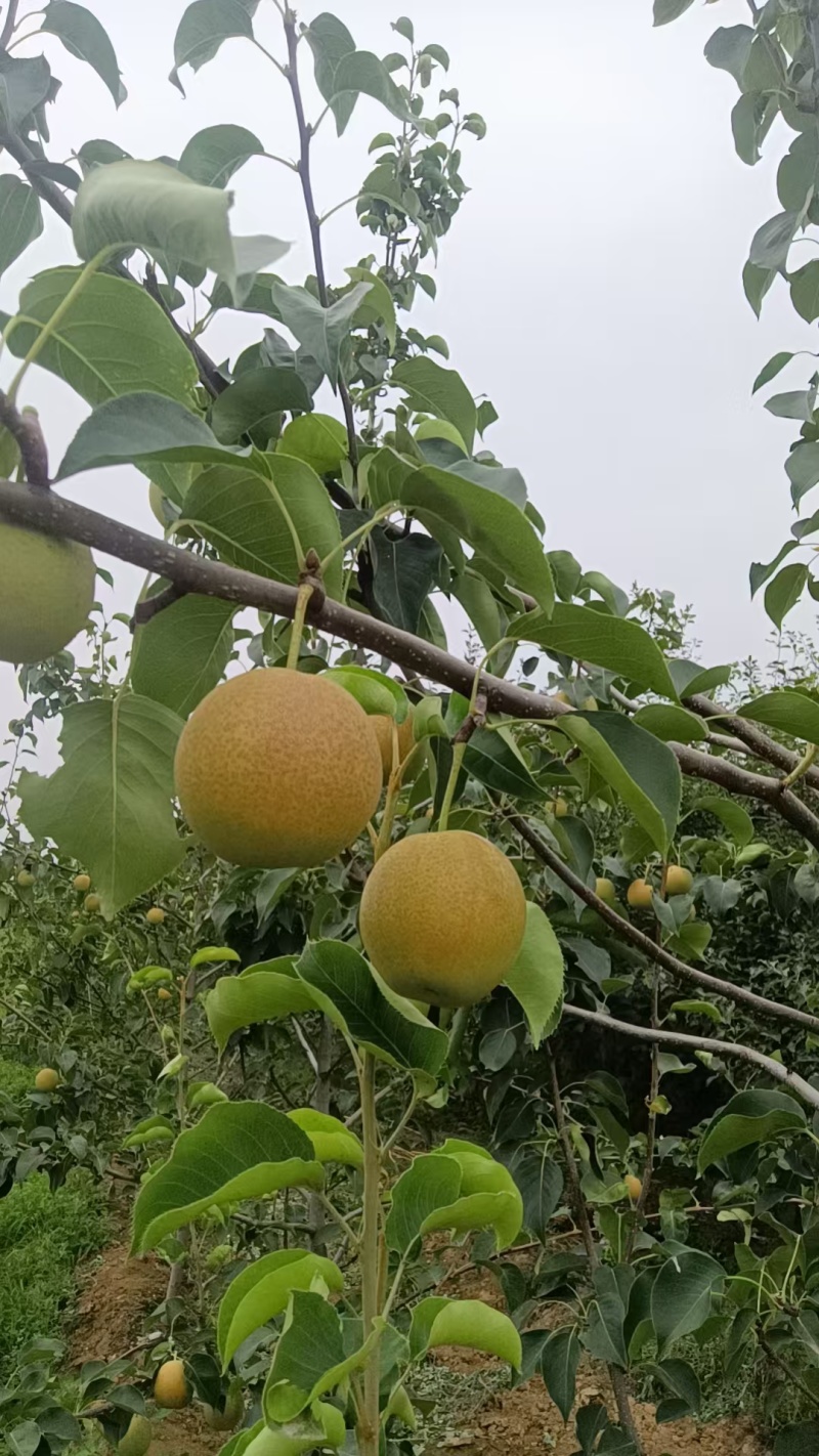 丹霞红梨，全国代收代卖，糖度高，果型好，全国走货