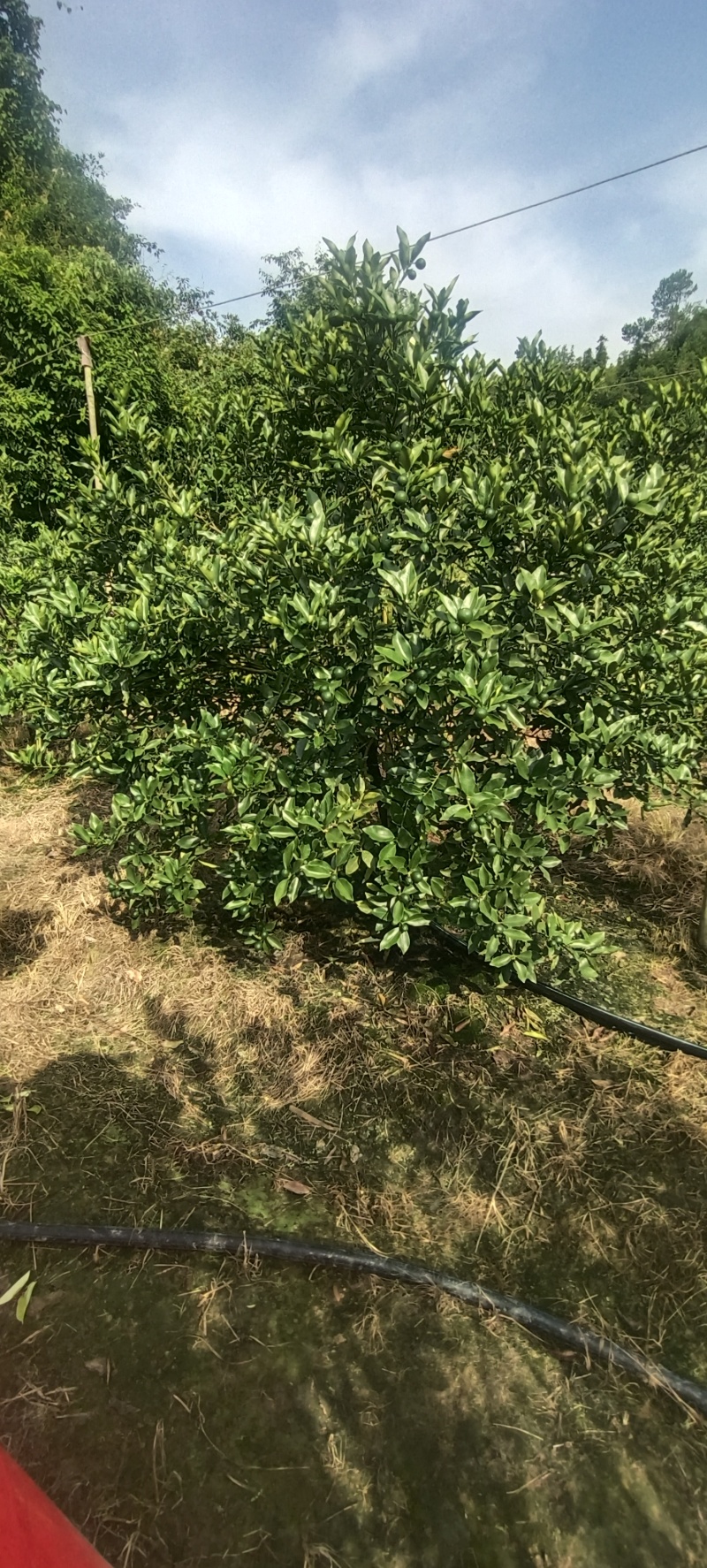 融安滑皮金桔