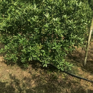 融安滑皮金桔