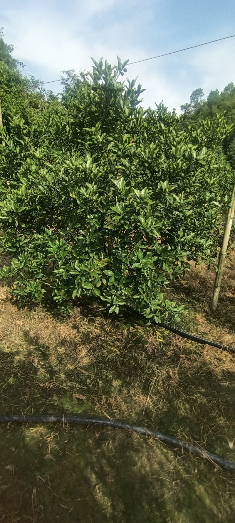融安滑皮金桔