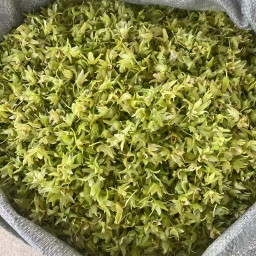 石斛花