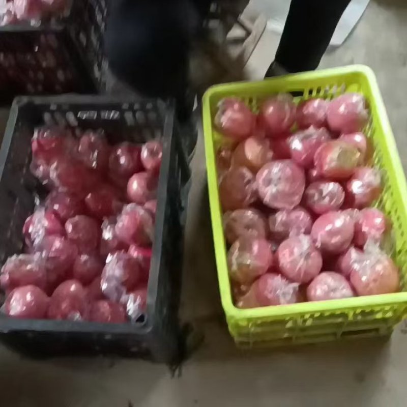 早熟苹果全国代收代卖对接批发市场采购商超电商等