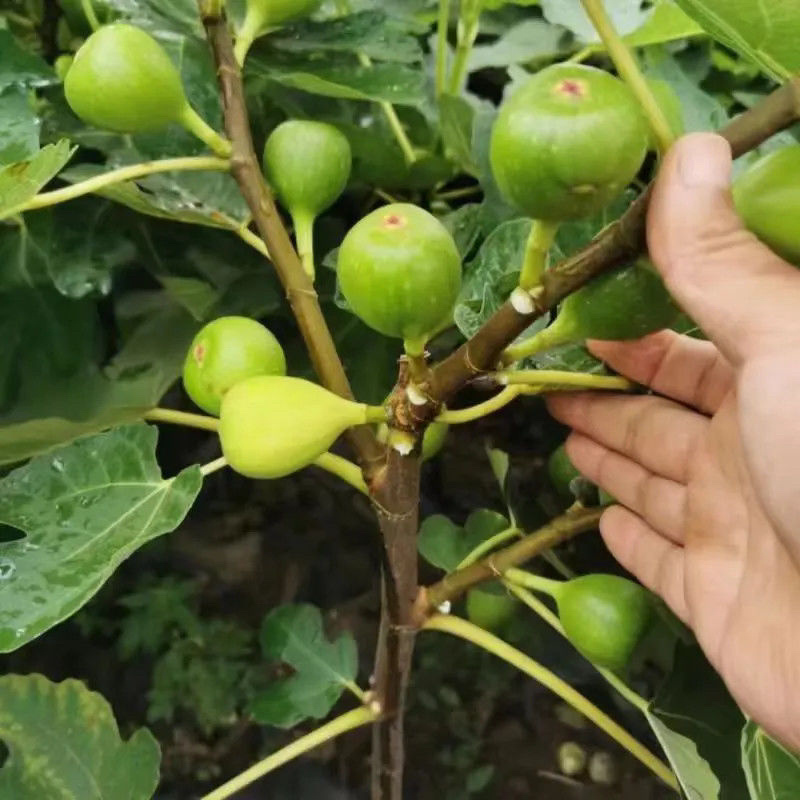 无花果盆栽带果