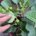 无花果盆栽带果