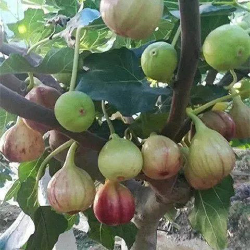 无花果盆栽带果