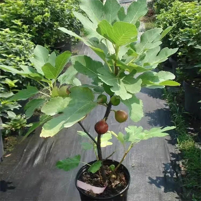 无花果盆栽带果