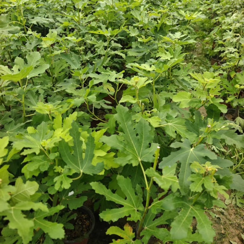 无花果盆栽带果