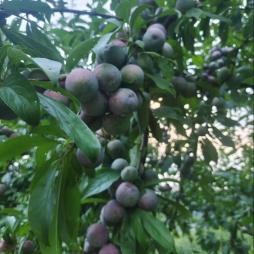 脆红李子，红脆李子，大量上市，口感好，颜色好，皮毛好，