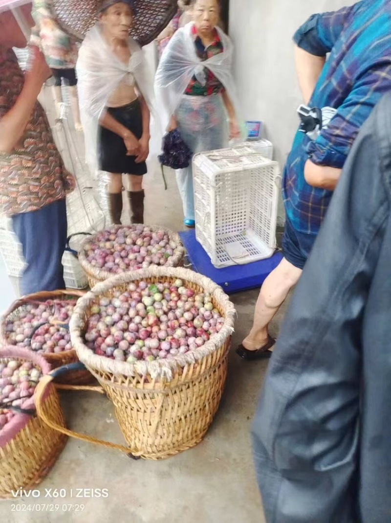 脆红李子，红脆李子，大量上市，口感好，颜色好，皮毛好，