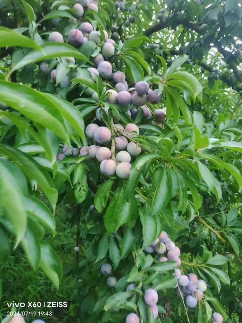 脆红李子，红脆李子，大量上市，口感好，颜色好，皮毛好，
