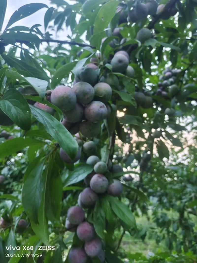脆红李子，红脆李子，大量上市，口感好，颜色好，皮毛好，