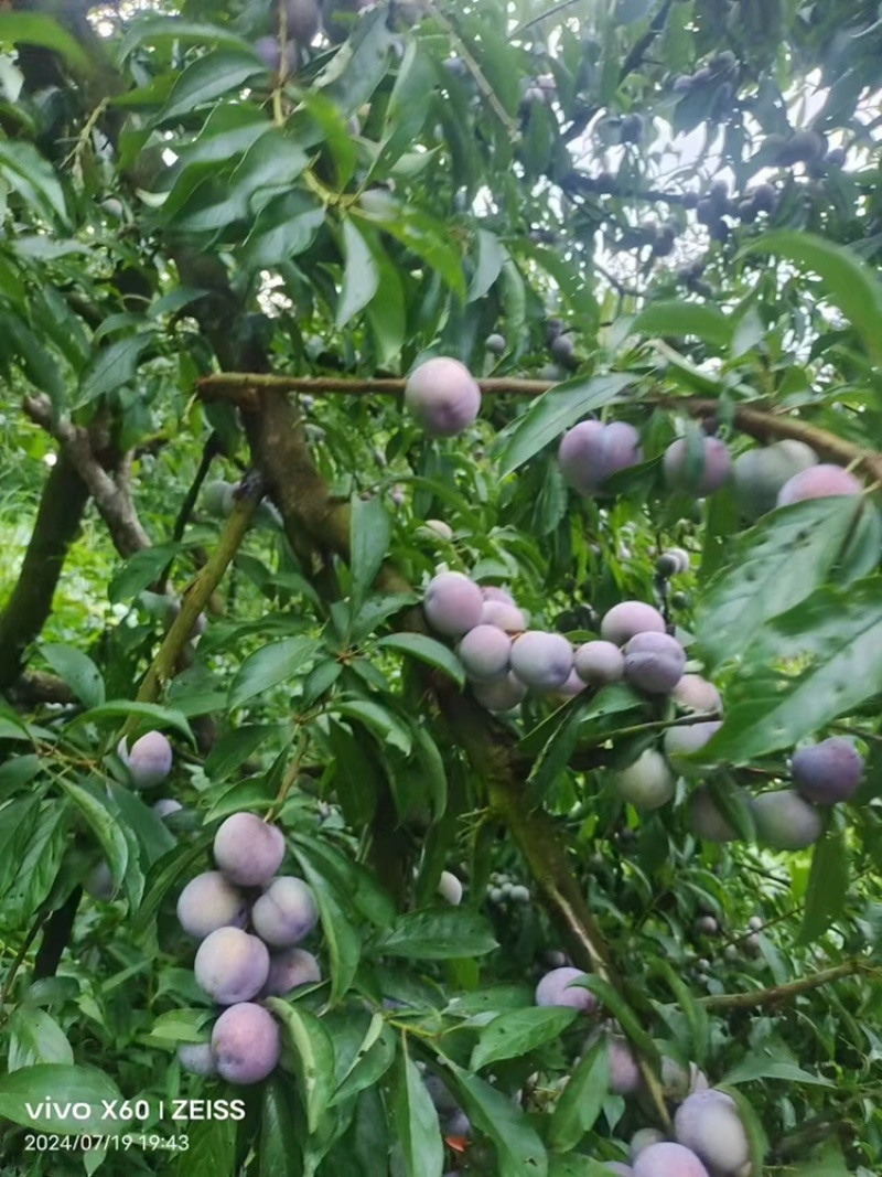 脆红李子，红脆李子，大量上市，口感好，颜色好，皮毛好，