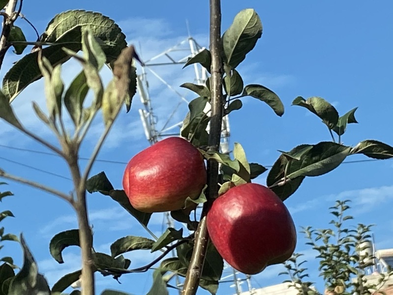 昭通苹果