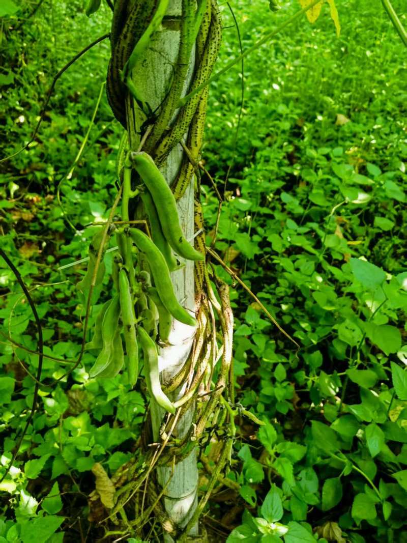狗爪豆基地，欢迎老板前来订购