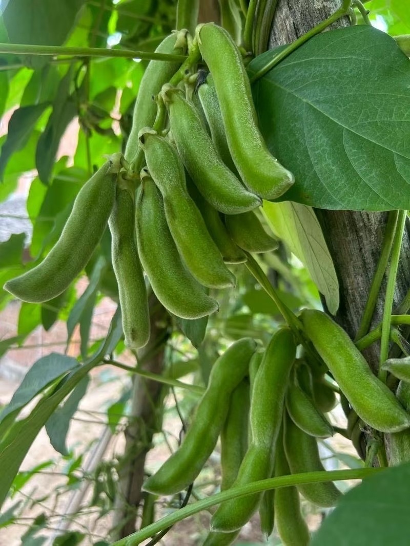 狗爪豆基地，欢迎老板前来订购