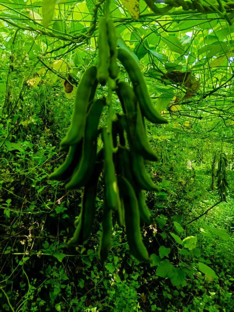 狗爪豆基地，欢迎老板前来订购