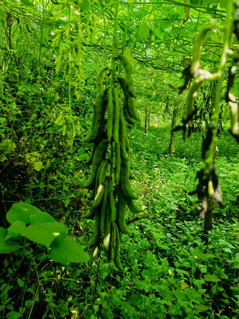 狗爪豆基地，欢迎老板前来订购