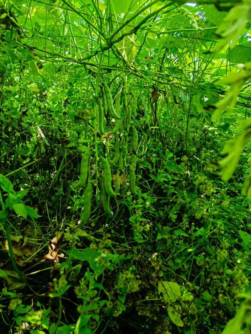 狗爪豆基地，欢迎老板前来订购