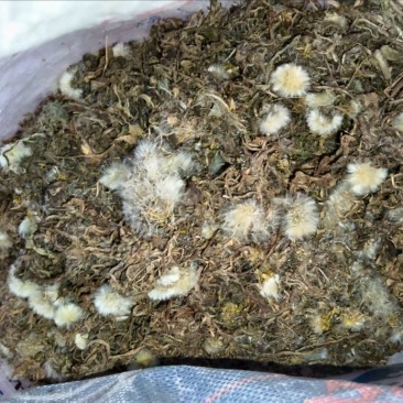 蒲公英带根全草，产地直发，大量有货，欢迎各位老板咨询采购