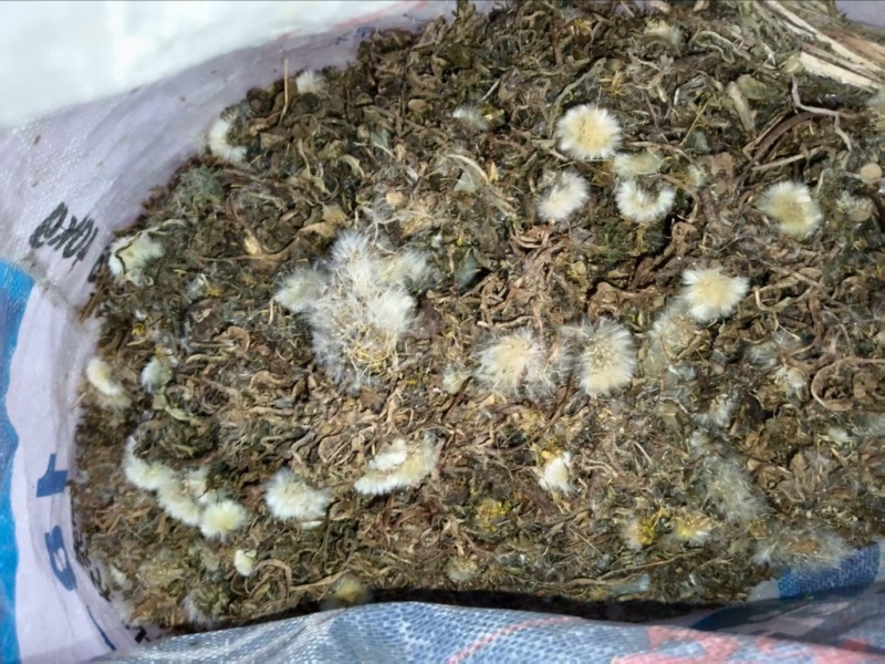蒲公英带根全草，产地直发，大量有货，欢迎各位老板咨询采购