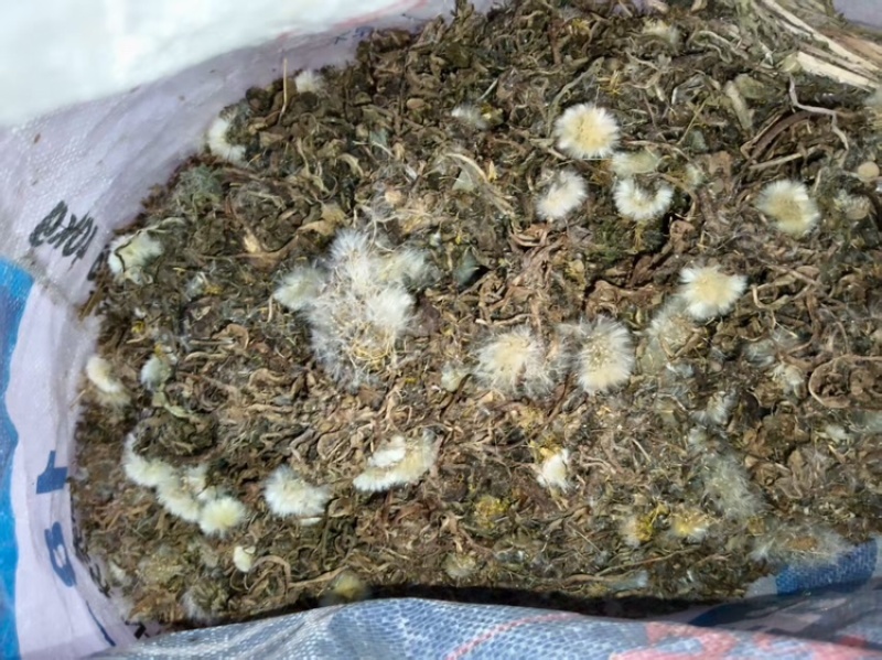 蒲公英带根全草，产地直发，大量有货，欢迎各位老板咨询采购