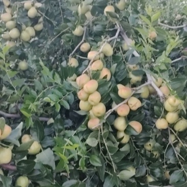 加工厂用的梨枣，需要的联系