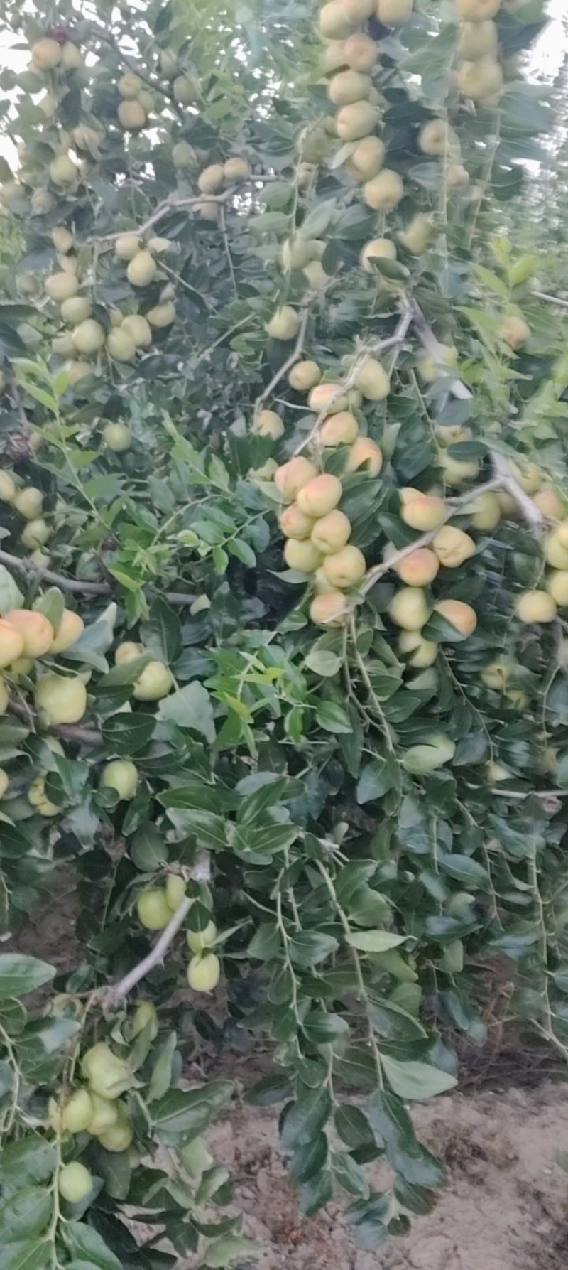 加工厂用的梨枣，需要的联系