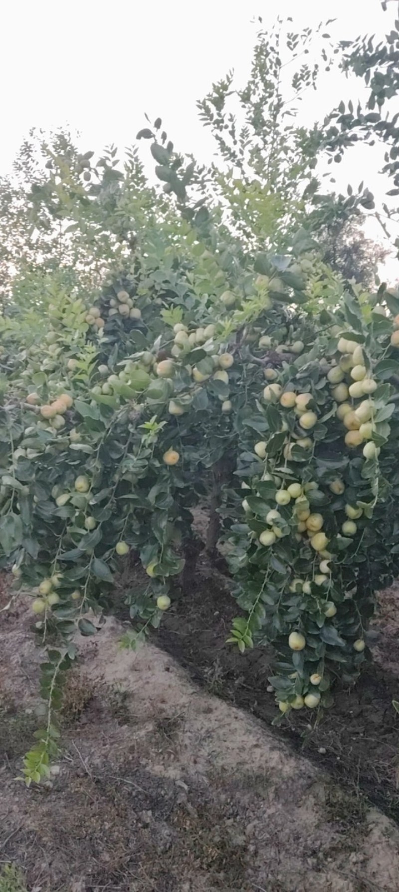 加工厂用的梨枣，需要的联系